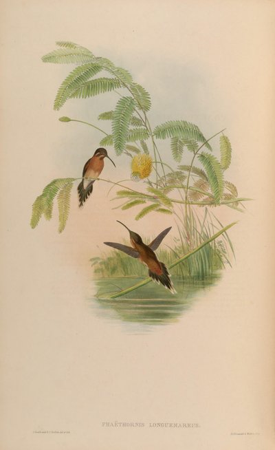 Phaethornis longuemareus by John Gould